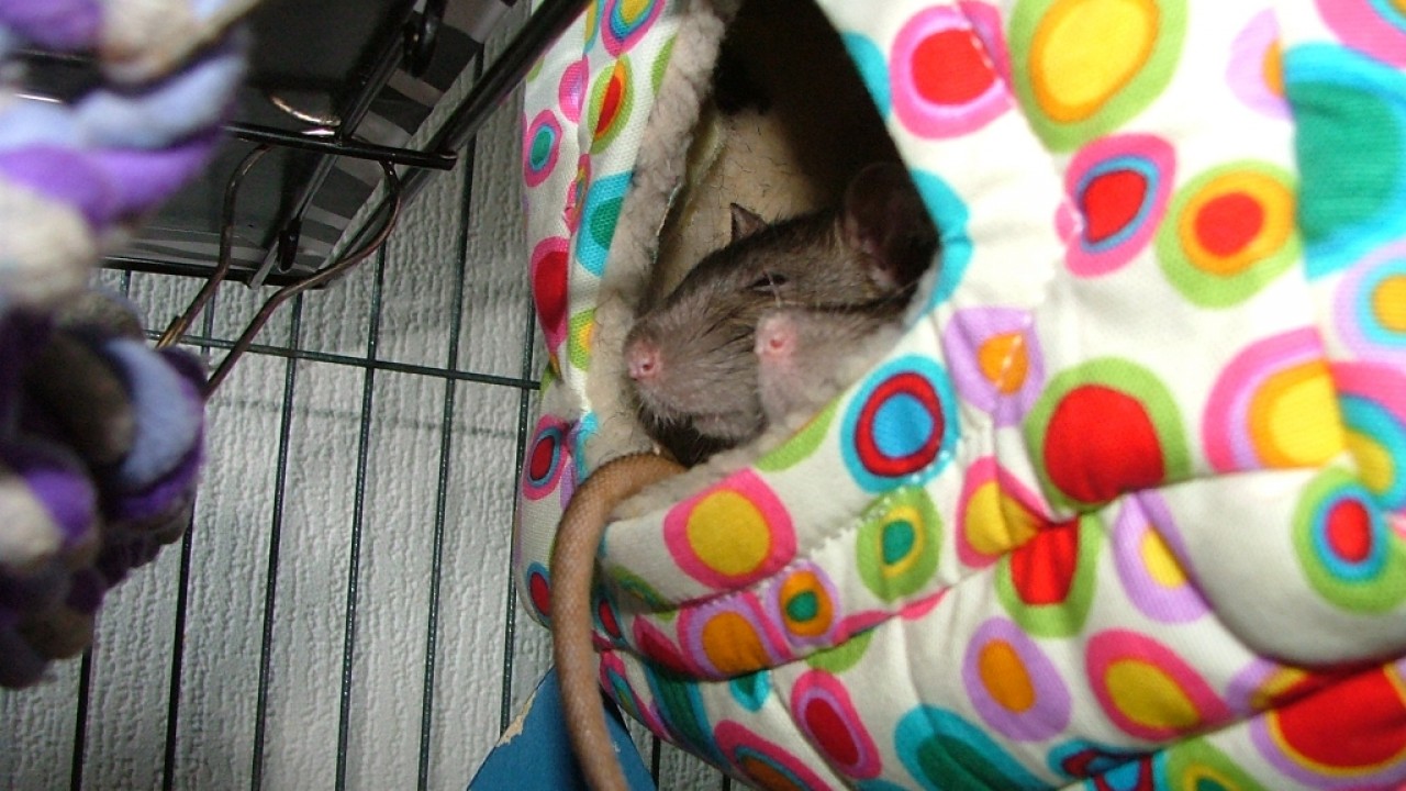 dscf6339.jpg