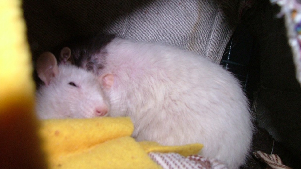 dscf6050.jpg