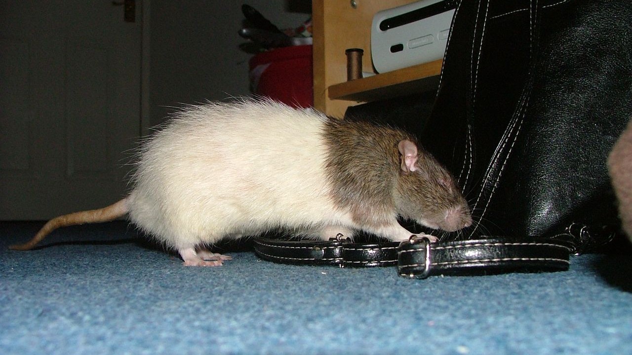 DSCF6671.JPG