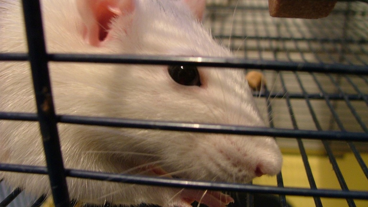 DSCF2620.JPG