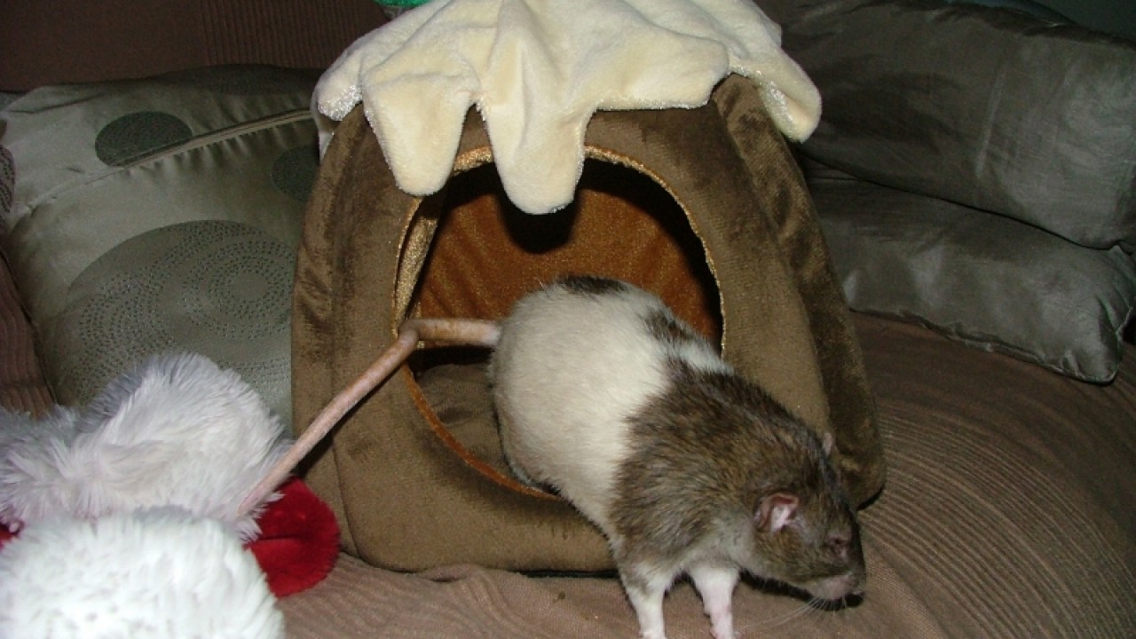 dscf6713.jpg
