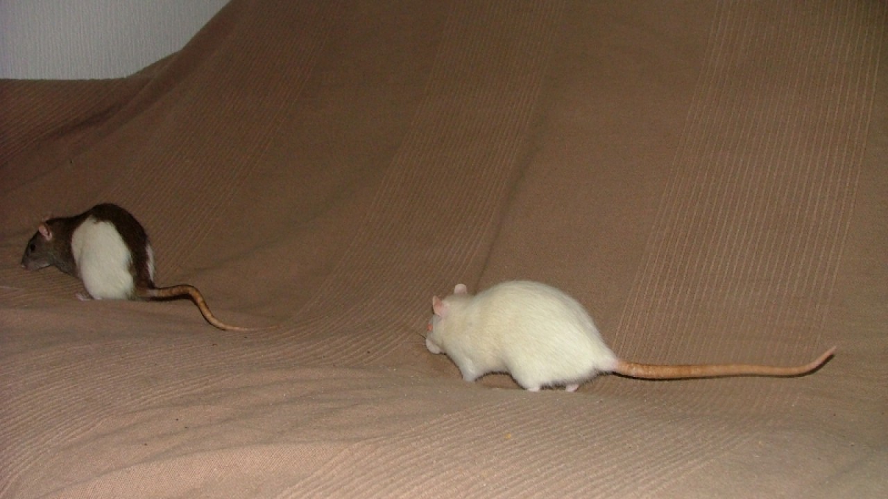 dscf6910.jpg