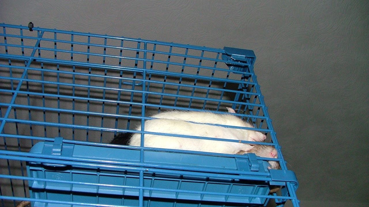DSCF3780.JPG