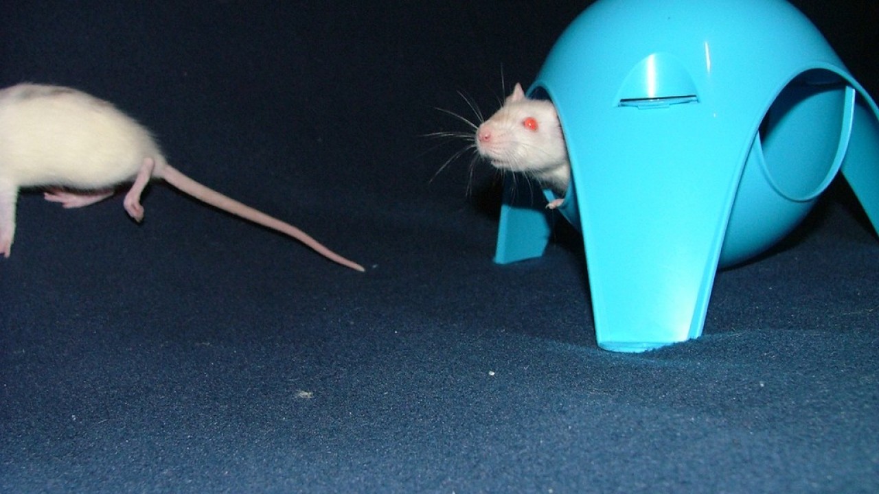 DSCF3804.JPG