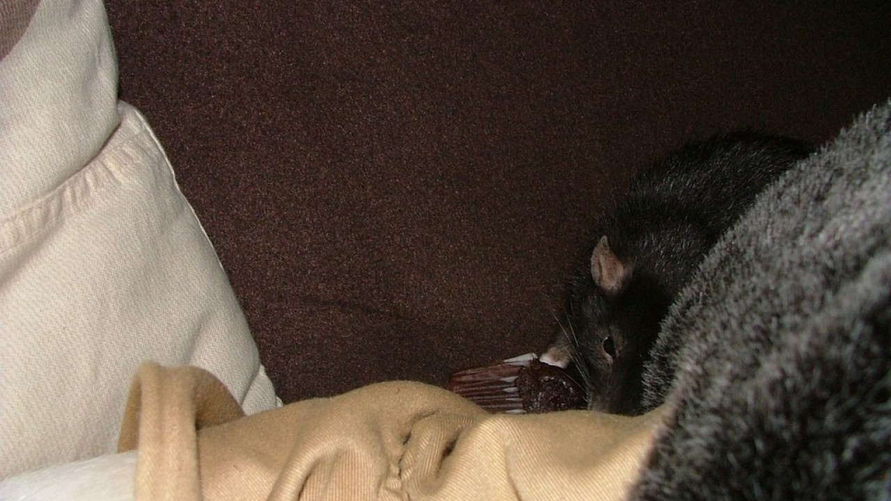 DSCF5536.JPG