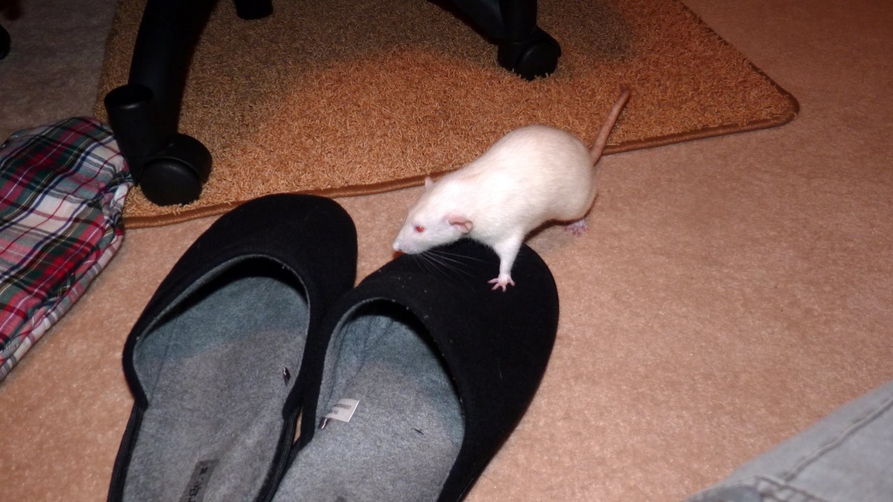 p1010011.jpg