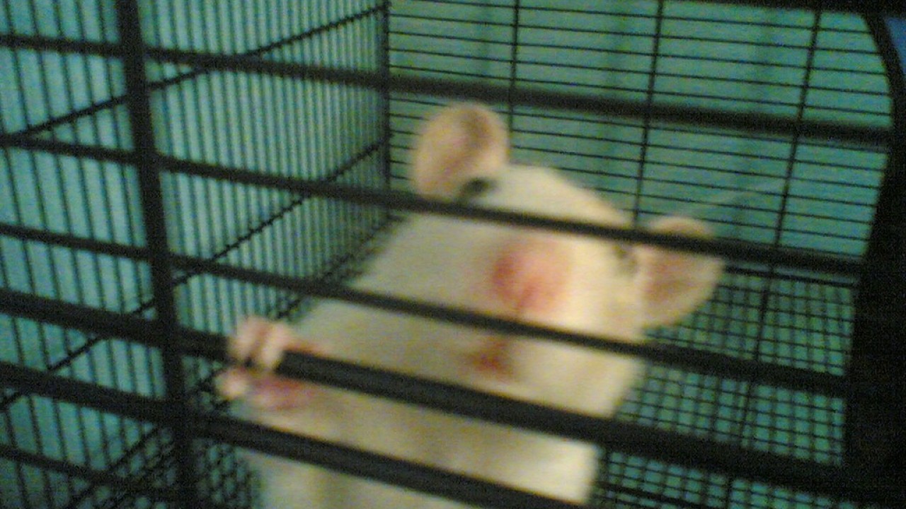 Beanz.jpg
