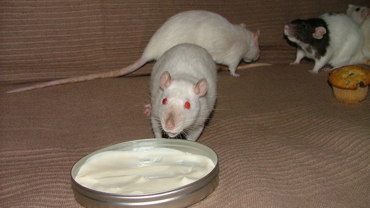 DSCF4734.JPG