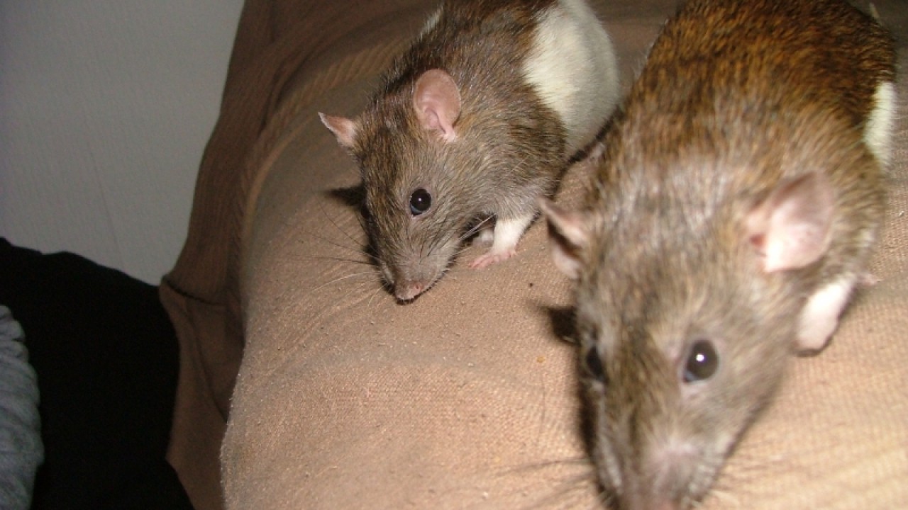 dscf6915.jpg
