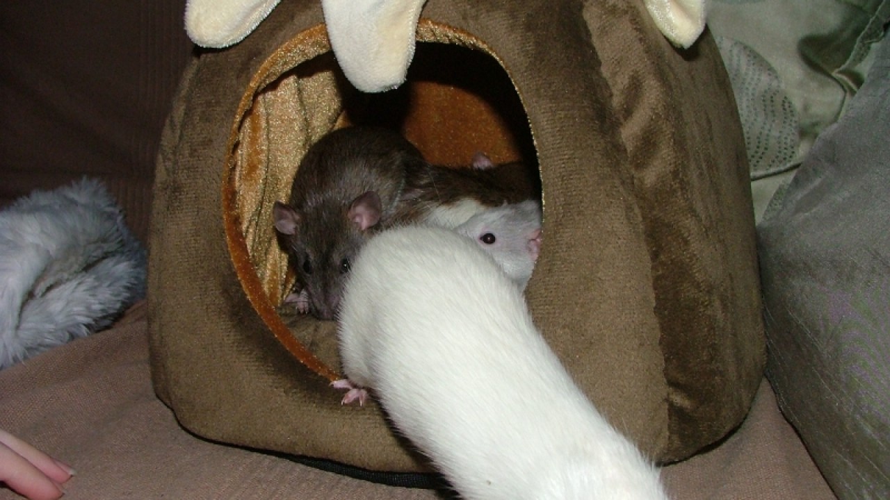 dscf6707.jpg