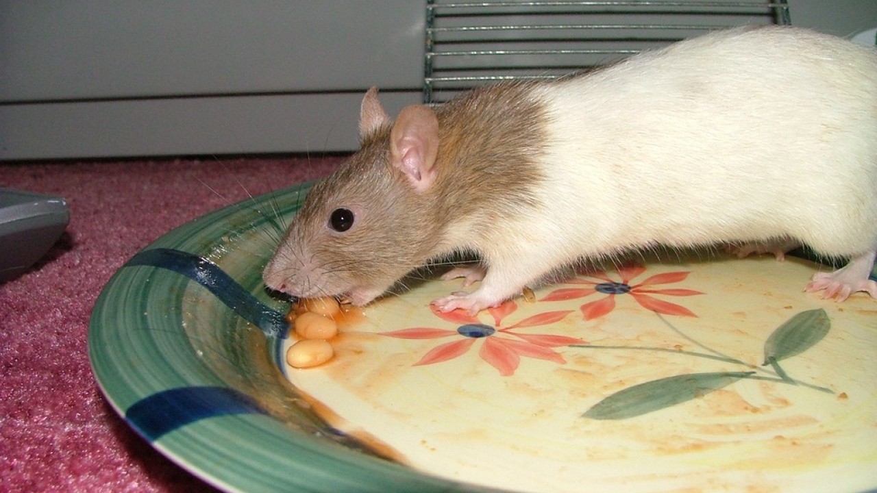 DSCF3149.JPG