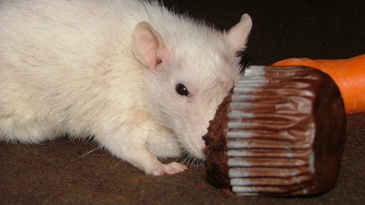 dscf6036.jpg