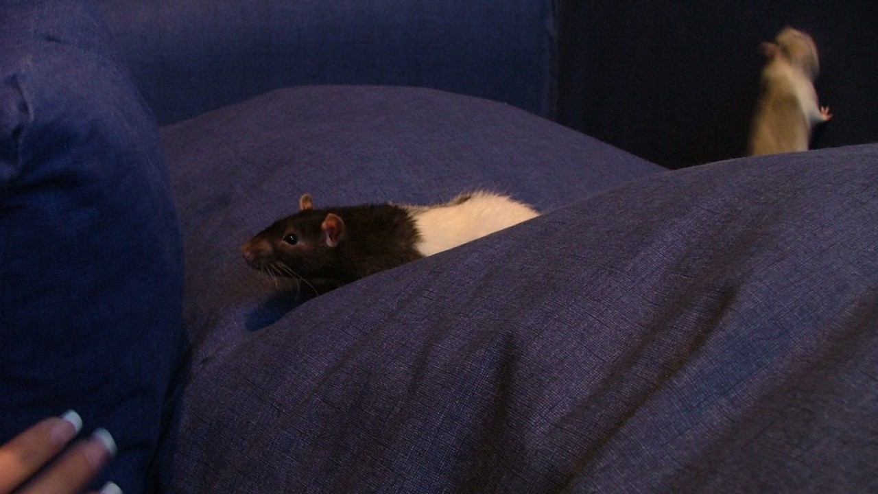 DSCF1500.JPG