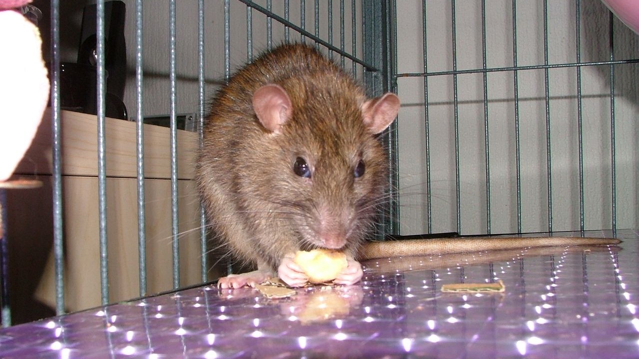 DSCF6596.JPG