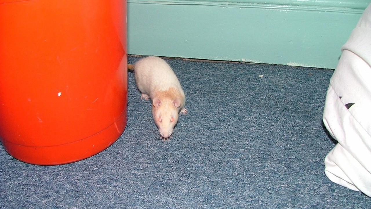 DSCF2657.JPG