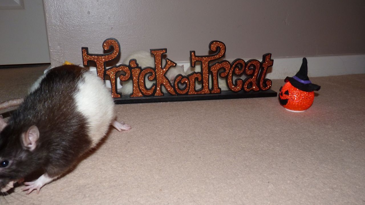 P1030775.JPG