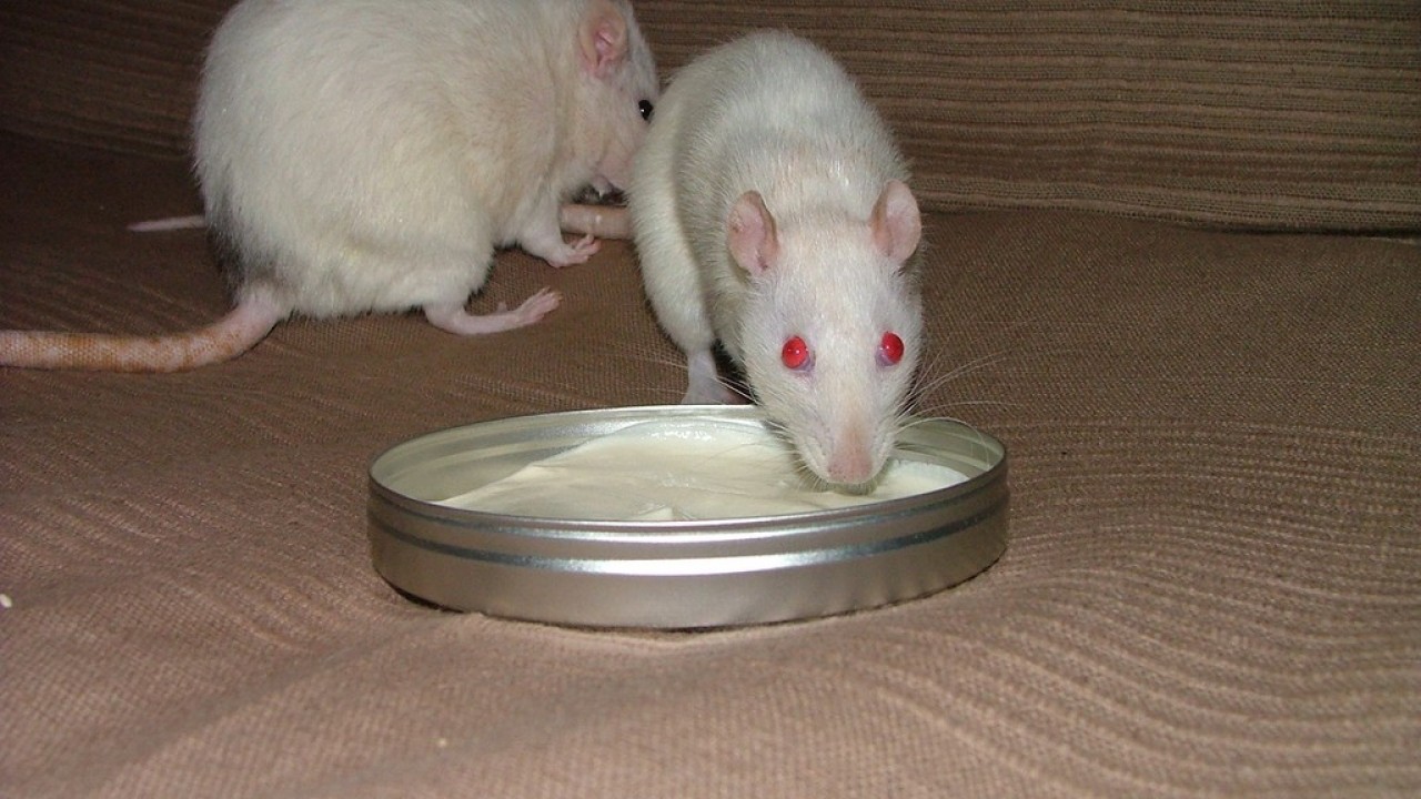 DSCF4732.JPG