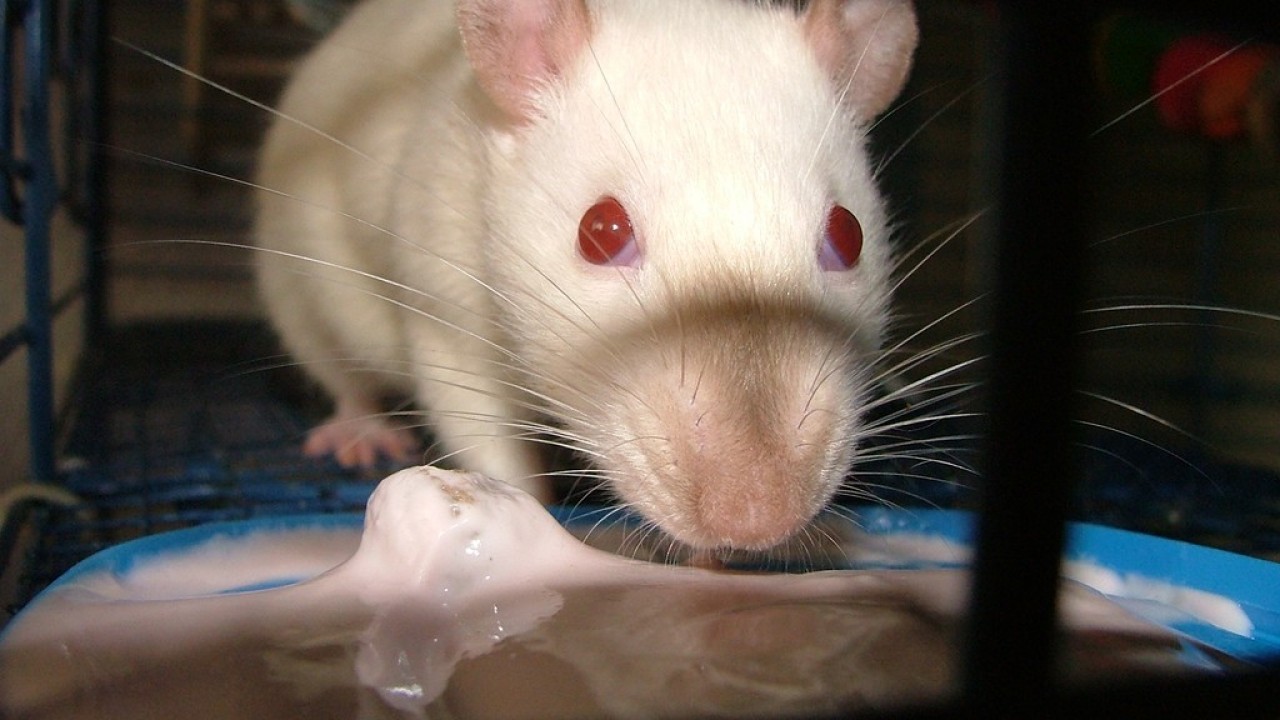 DSCF4281.JPG