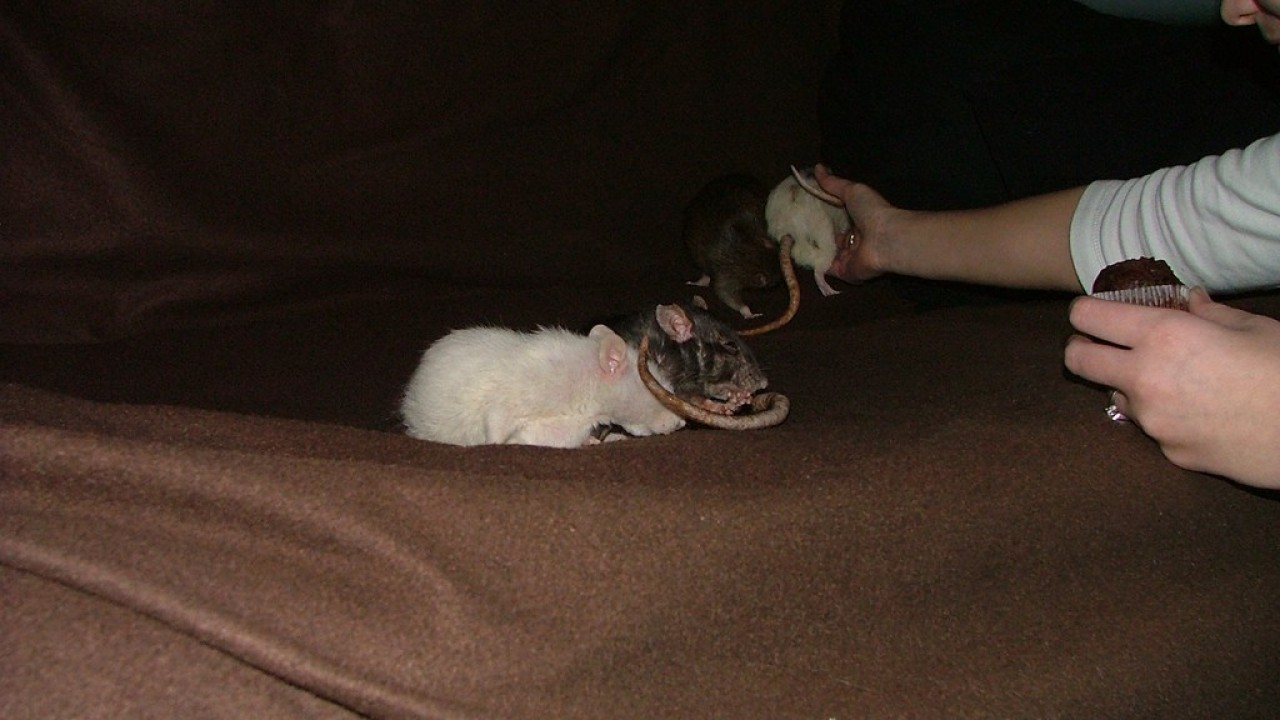 dscf6028.jpg