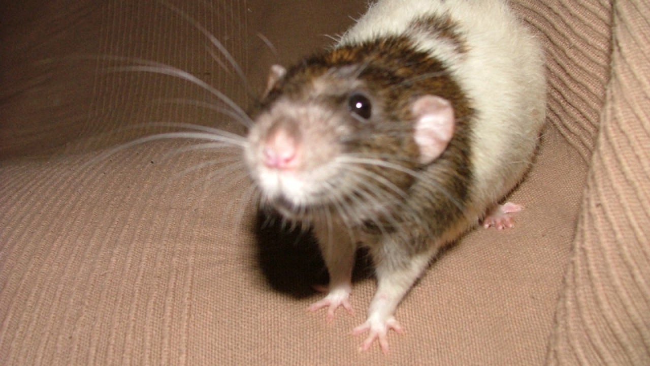 dscf6903.jpg
