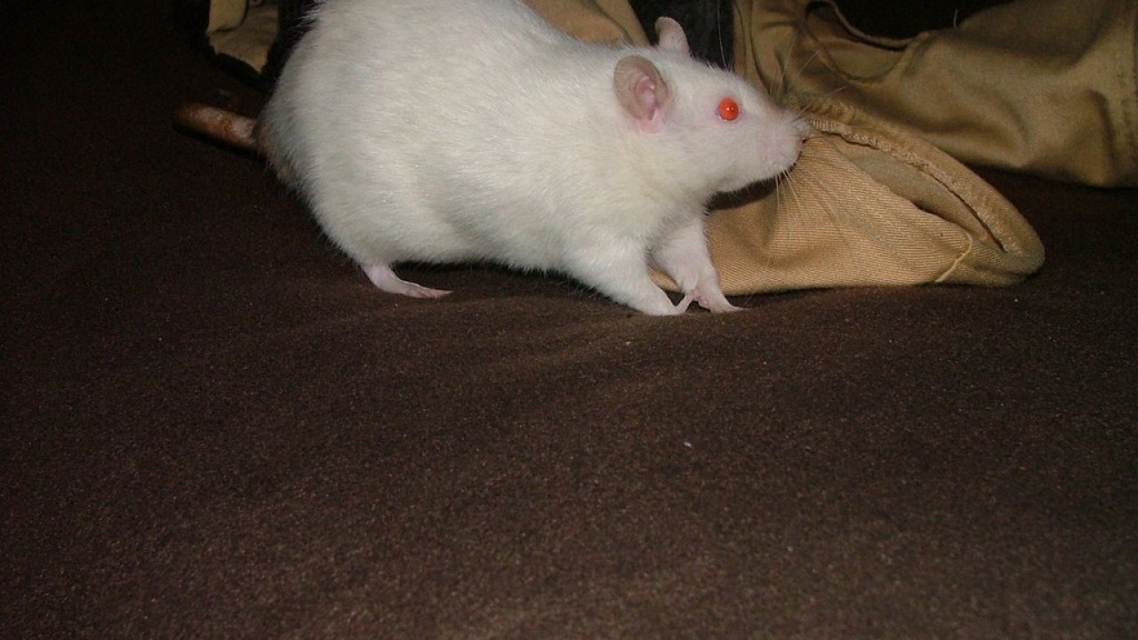 DSCF5555.JPG