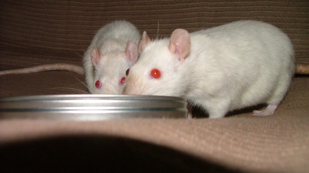 DSCF4733.JPG