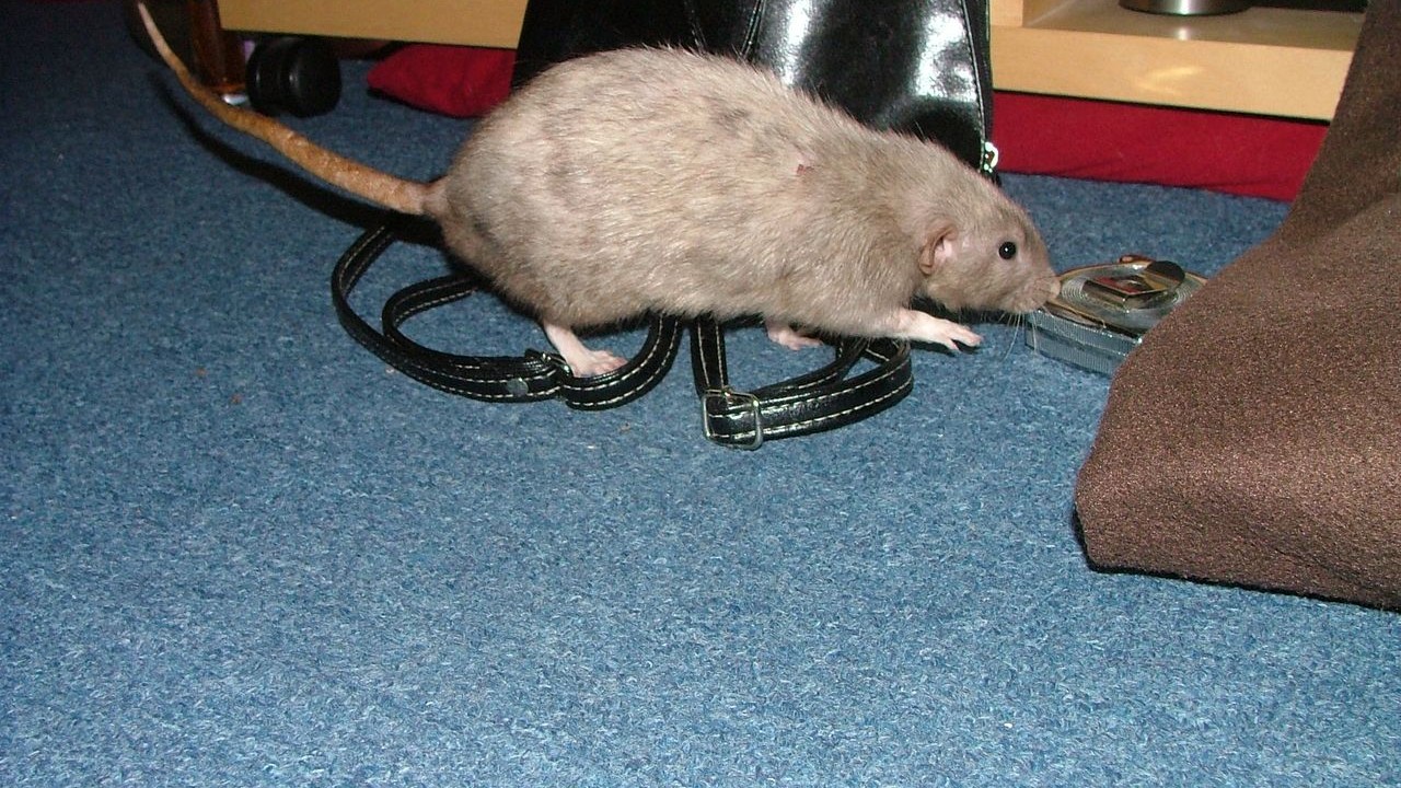 DSCF6677.JPG