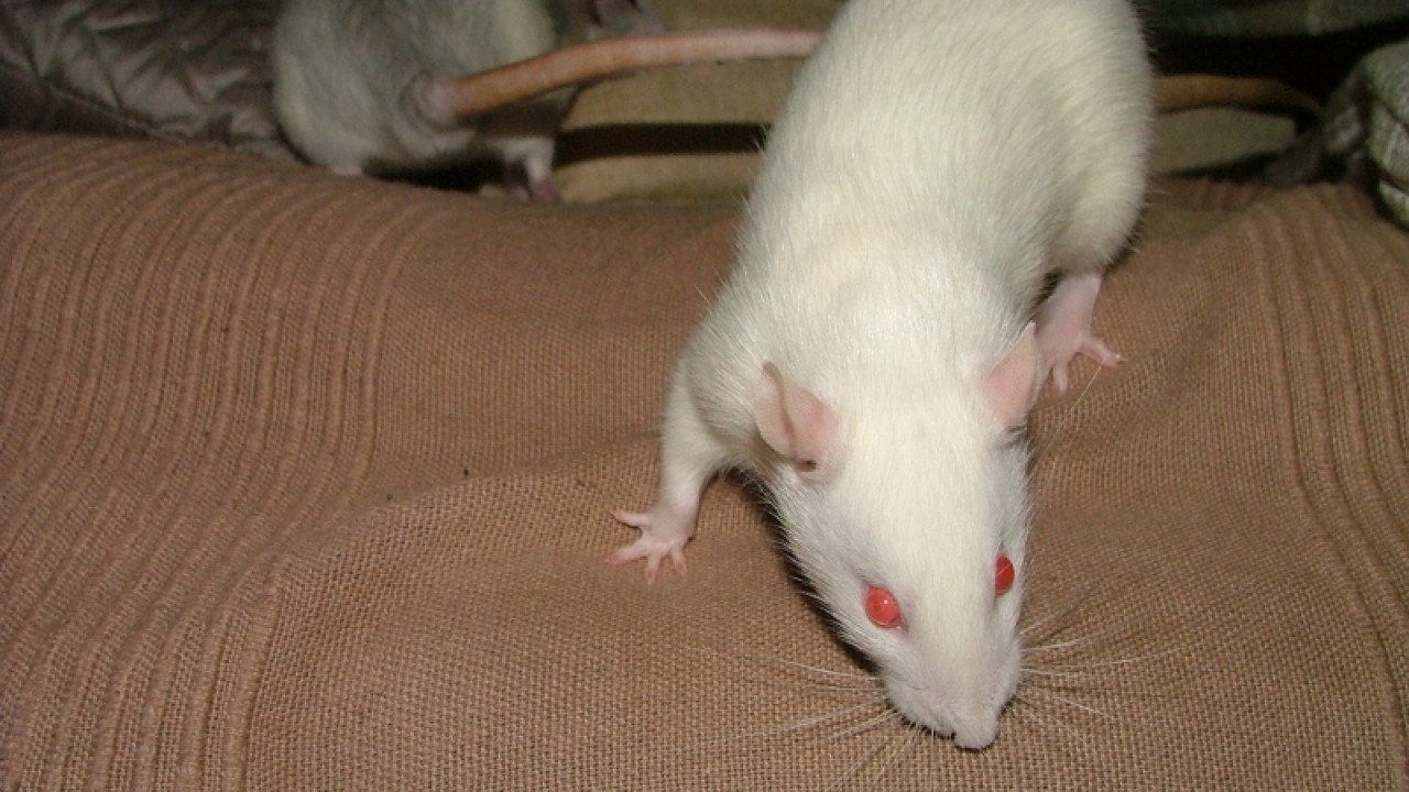 dscf6769.jpg