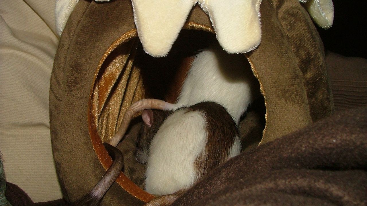 DSCF6765.JPG