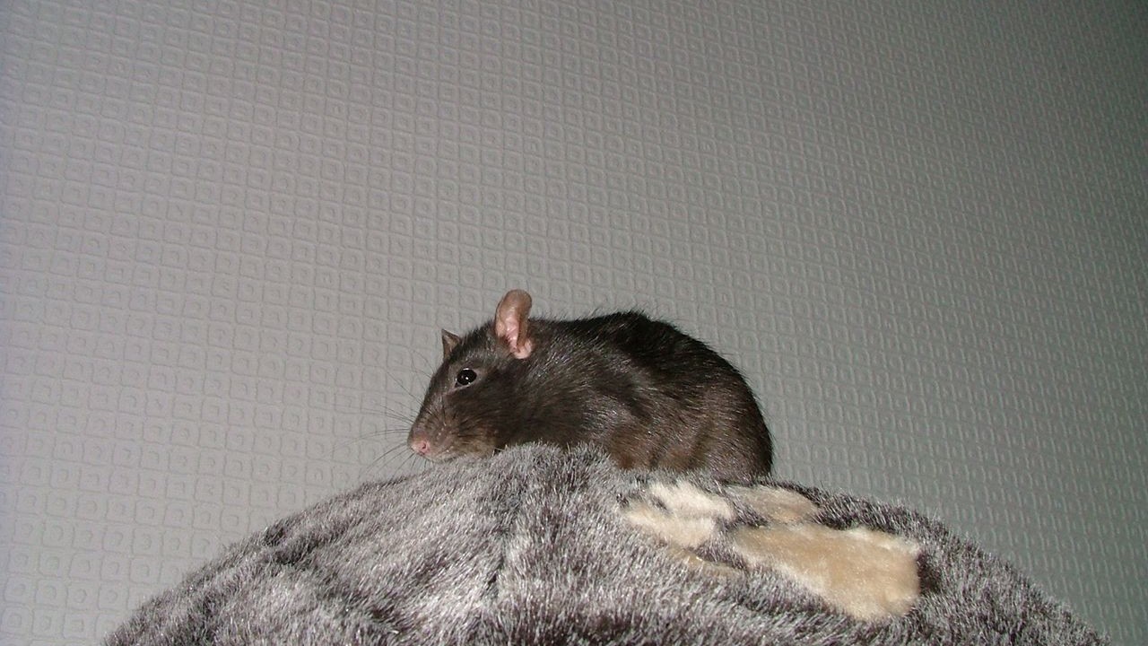 DSCF3936.JPG