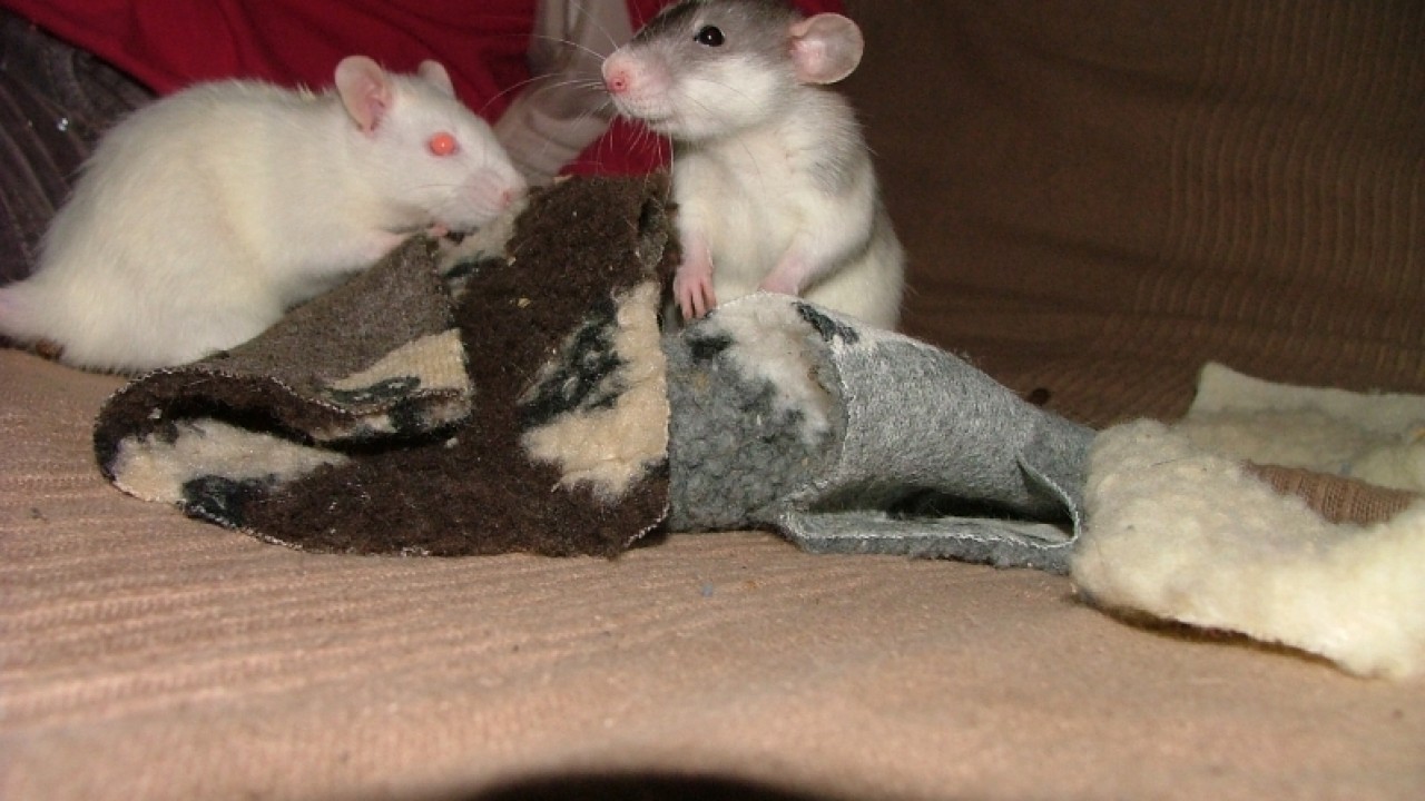 dscf6643.jpg