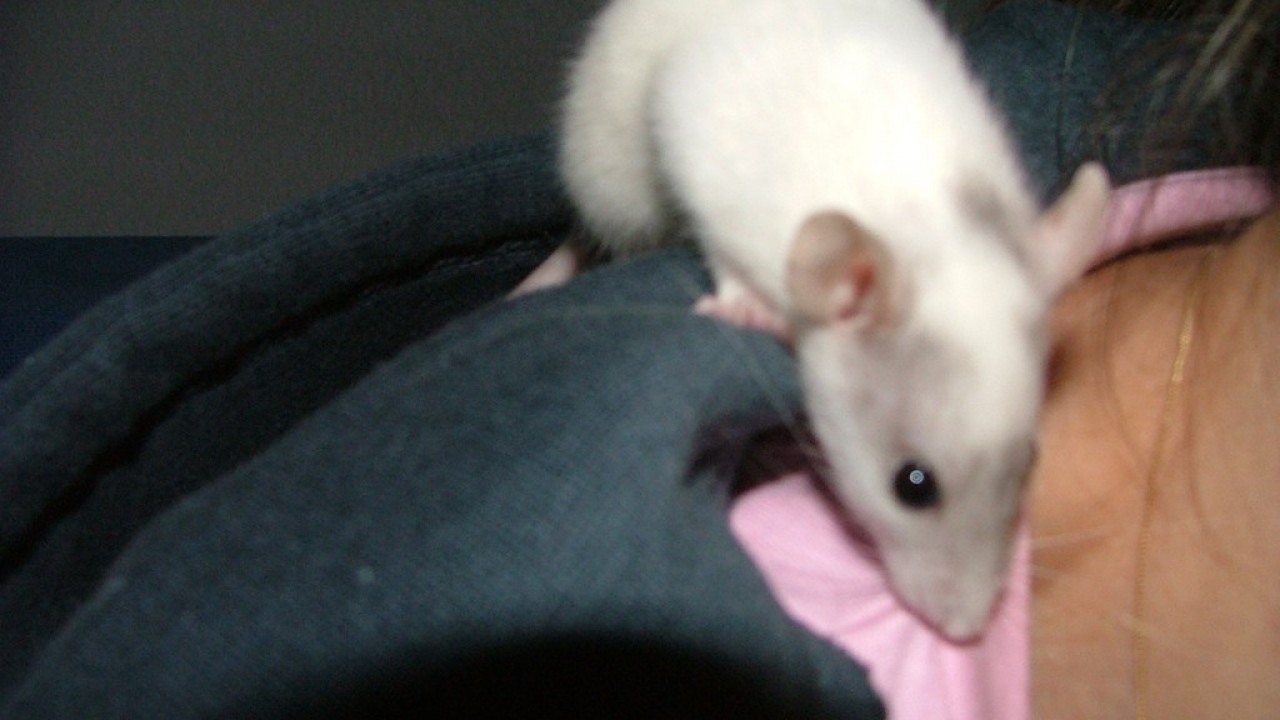dscf3663.jpg