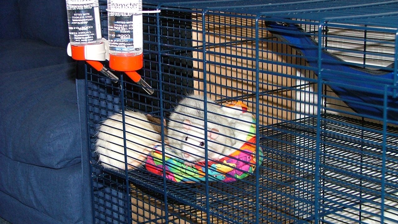 DSCF2700.JPG