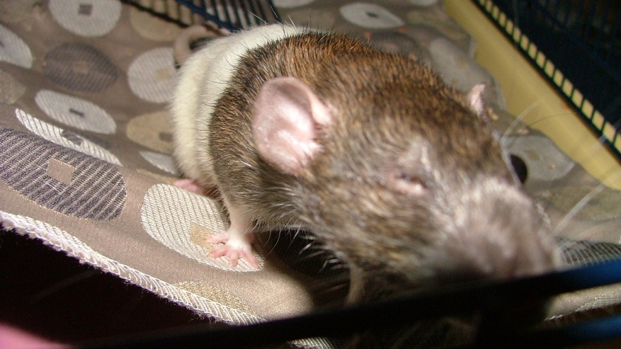 dscf6059.jpg