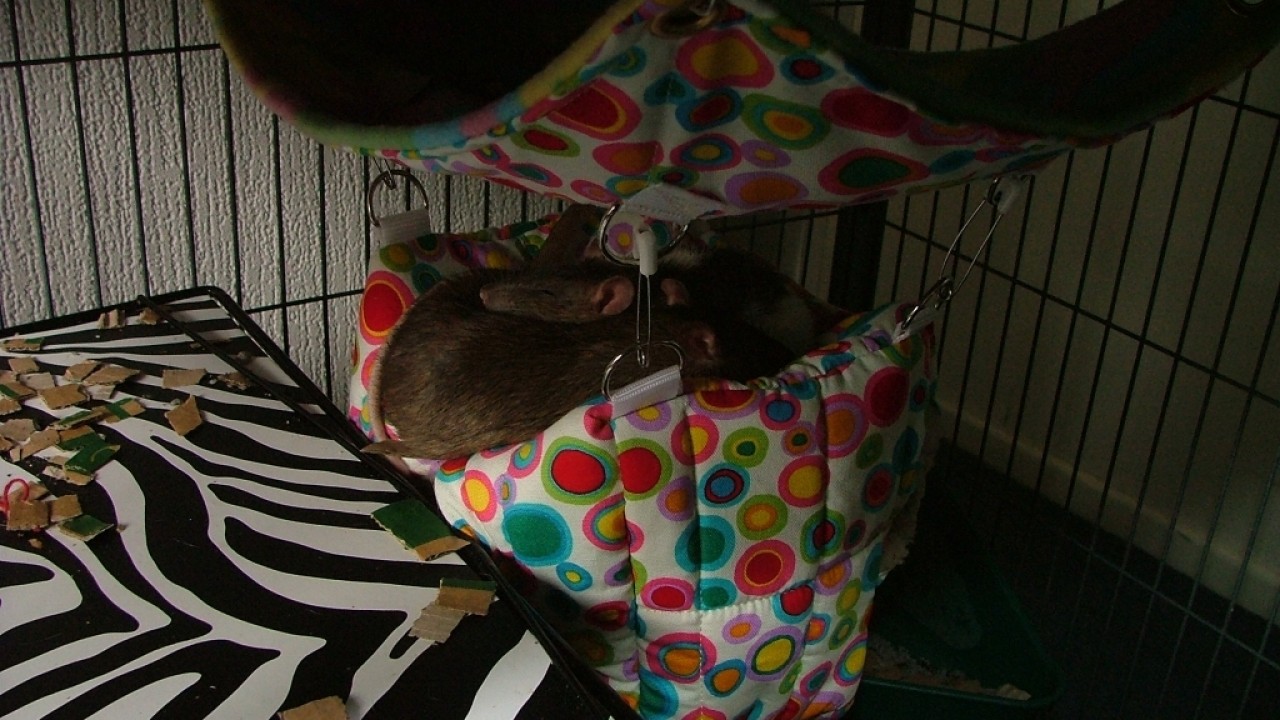 dscf6515.jpg