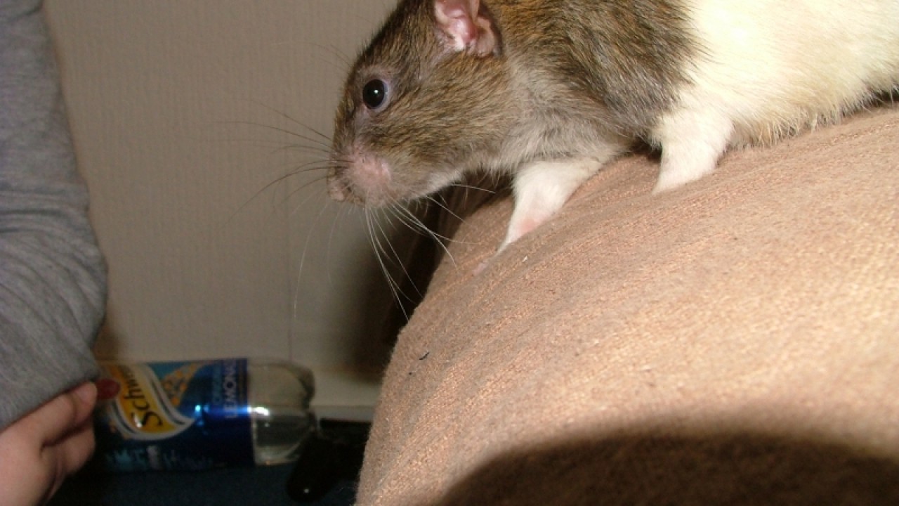 dscf6896.jpg