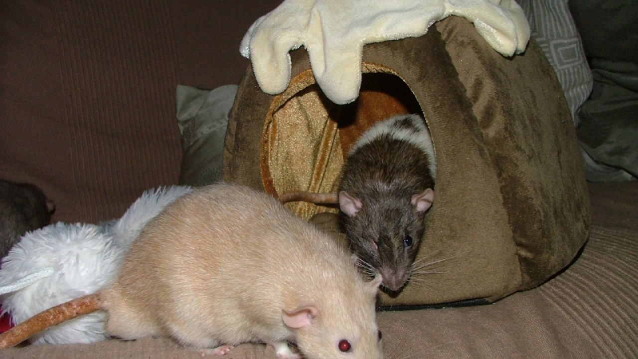 dscf6721.jpg