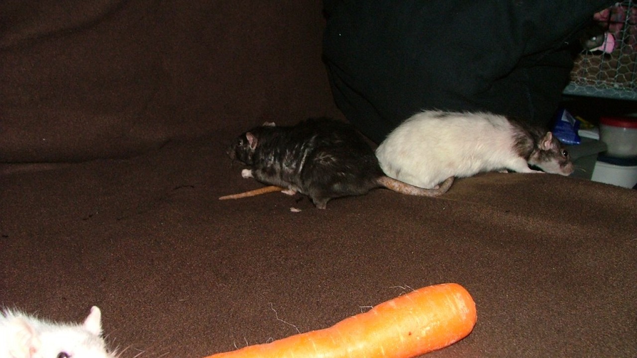 dscf6034.jpg