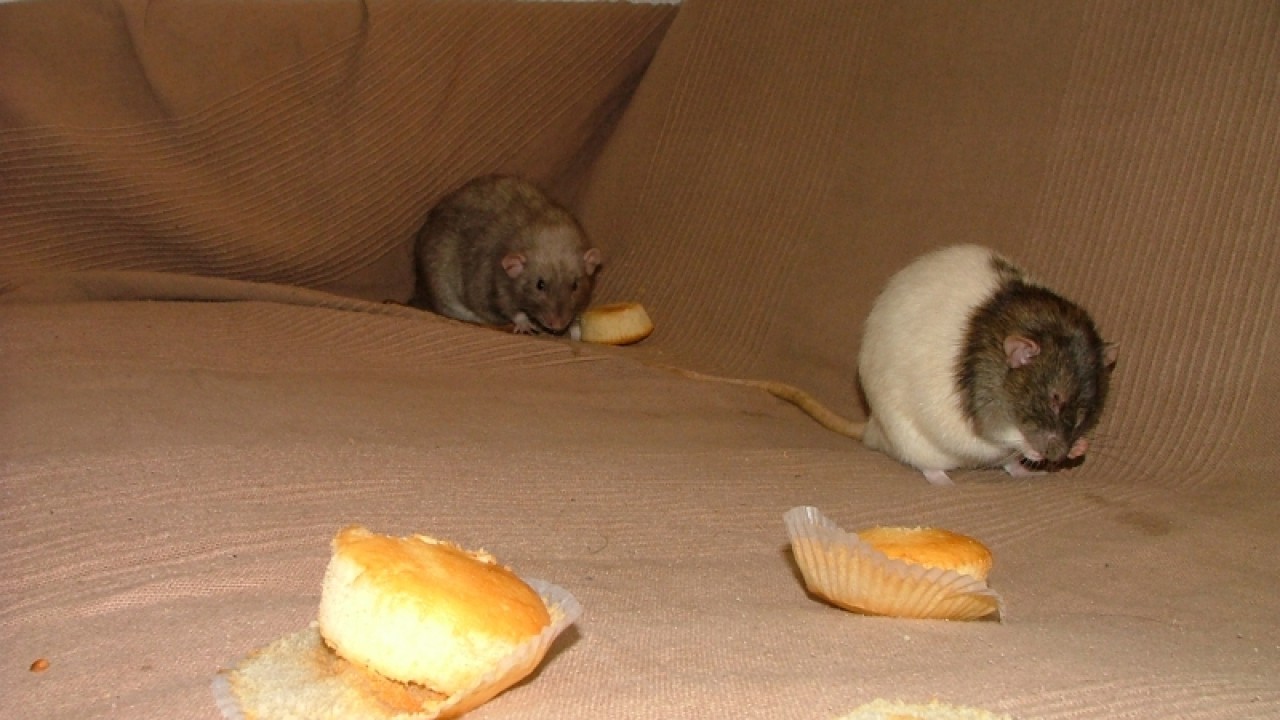 dscf6890.jpg